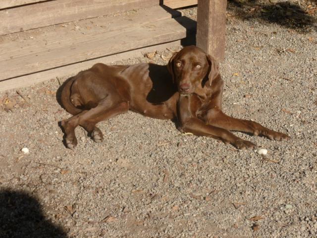 Marley (Medium)
